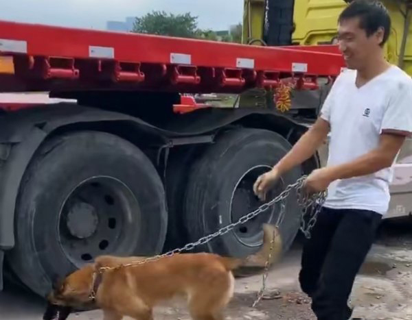 美狮贵宾会品鉴：特殊的“跟车人”为卡车司机保驾护航